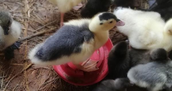 《以鹅鸭杀调整鸭子数量的游戏策略》（如何通过游戏操作，合理调整鸭子数量？）